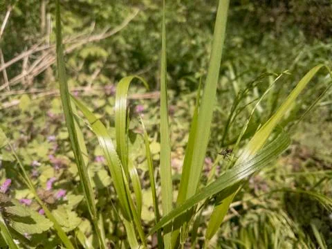 Blades of grass with single box elder bug Stock Photos