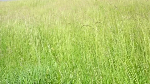 Blades of grass swaying in the wind on hill. Long grasses moving by the wind. Stock Footage 220453473