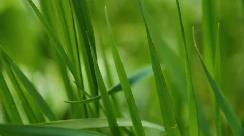 Blades of grass swaying in the wind, shallow depth of field Video stock 50129302