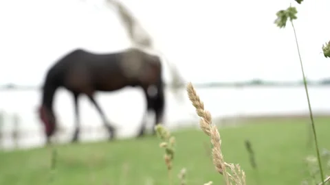 The blades of grass swing in the wind and a horse grazes behind them. Stock Footage 131554651