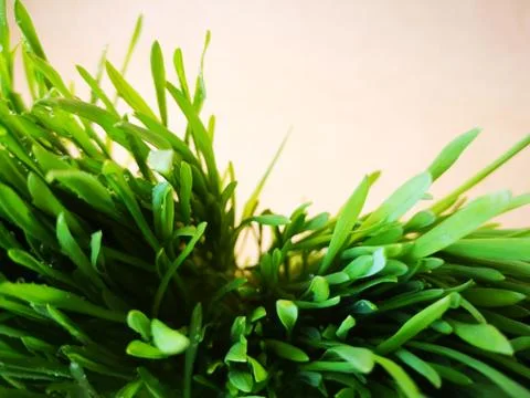 Blades of grass top view Stock Photos