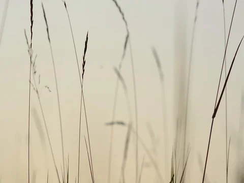 The blades of grass vibrating in the wind. Dry grass in the wind. The grass on Stock Footage 75229845