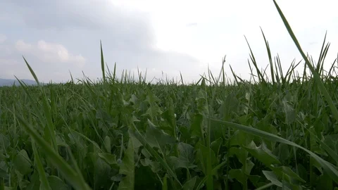Blades of grass in the wind Stock Footage 89996116