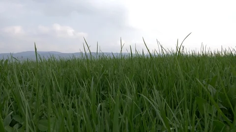 Blades of grass in the wind Stock Footage 89996982