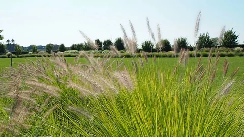 Blades of grass in the wind Stock Footage 91901310