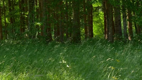 Blades of grass in the wind Video stock 136047999