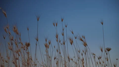 Blades of grass in the wind Stock Footage 282454203