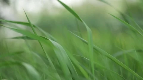 Blades Of Green Grass Blowing In The Wind 스톡 동영상 228741947