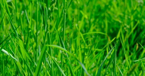 Blades of green grass in the wind Stock Footage 240901481