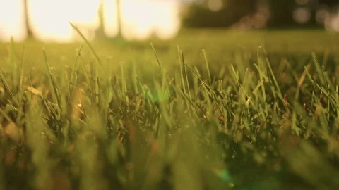 Blades of lawn with tiny insects sway in wind on sunny day Stock-Footage 274248861