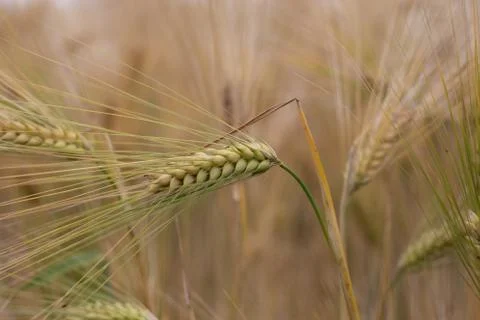 Blades of riped wheat close up Foto stock
