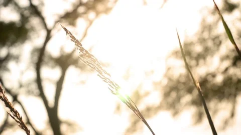 Blades of wheat grass blowing in front of the sun in cinematic summer  Stock Footage 78831771