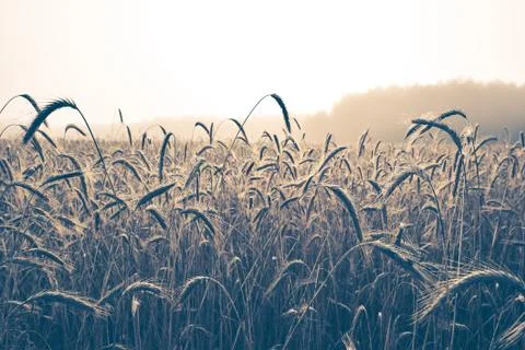 Blades of wheat Stock Photos