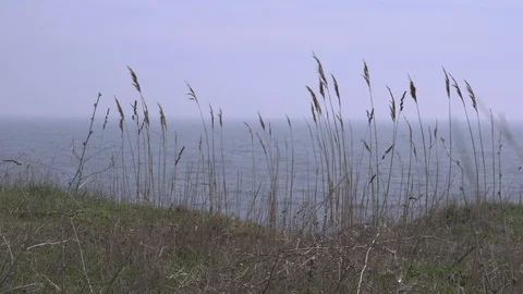 Blades of wild wheat blown by the wind by the sea Stock-Footage 88257810
