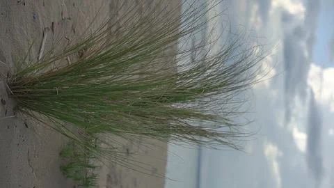 Blady grass at the beach, vertical Stock Footage 291107010