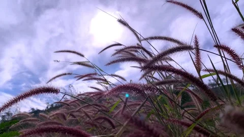 Blady grass is used for thatching the roofs of traditional homes Stock Footage 245247526
