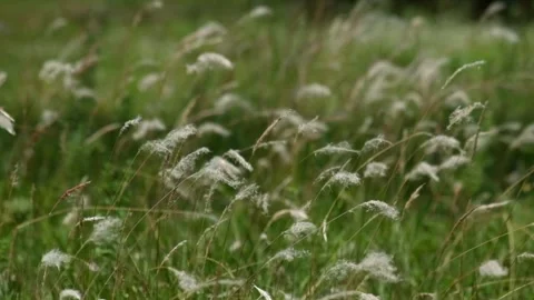 Bladygrass  or  silver-spike or imperata cylindrica sway in the wind Stock Footage 291601019