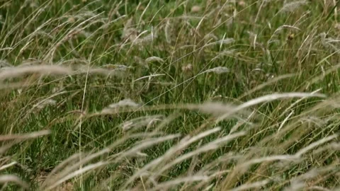 Bladygrass  or  silver-spike or imperata cylindrica sway in the wind Stock-Footage 291601176