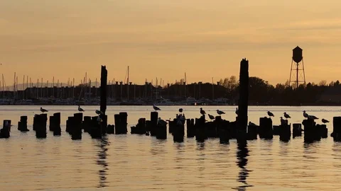Blaine Pier Stock Footage 107756270