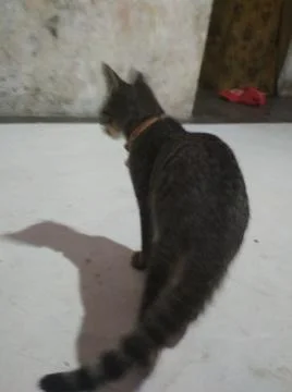 Blak and cat Foto stock