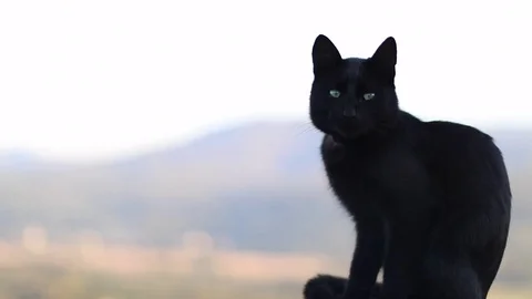 BlakCat2 Stock Footage 69793101
