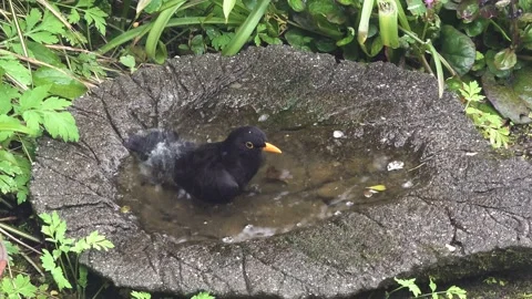 Blakckbird taking a bath Stock Footage