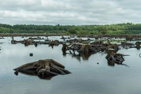 Blakemere Moss in Delamere Forest, Cheshire, UK Foto stock