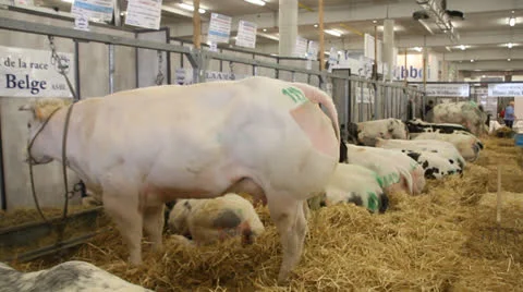 Blan Blue Belge cows Stock-Footage 27067656