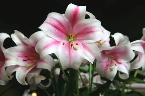 Blanching Lily Stock Photos