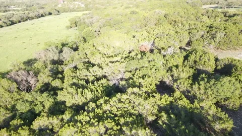 Blanco Woods Stock Footage 244150925
