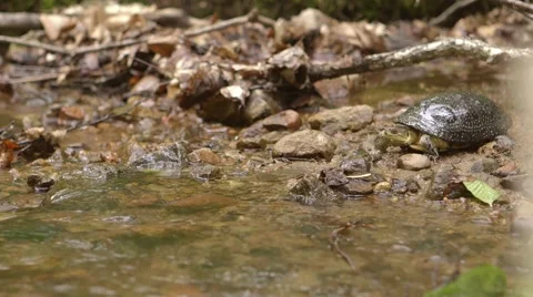 Blanding turtle slowly walks into a stream and sinks. Stock Footage 55108411