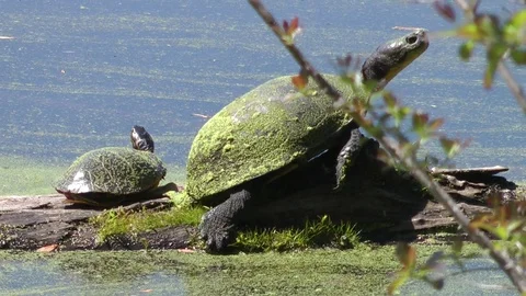Blanding's Turtle and Painted Turtle Basking Video stock 70442714