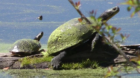 Blanding's Turtle and Painted Turtle Basking  Video stock 70442778