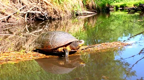 Blandings Turtle Basking Illinois Видео 40908167
