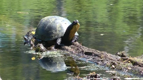 Blandings Turtle basking in a swamp Video stock 70443328
