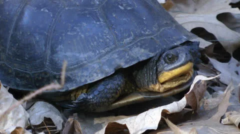 Blanding's Turtle close-up Video stock 25669043