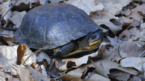 Blanding's Turtle medium shot Video stock 25669160