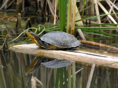 Blanding`s turtle sideview Stock Photos