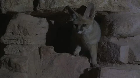 Blanford's fox Active at night in desert cliff areas Stock Footage 152705003