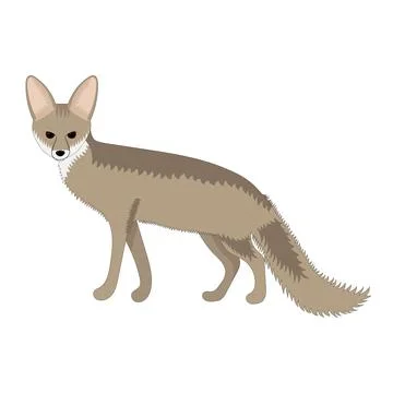 Blanford's fox vector illustration isolated on a white background. Adult fox. Stock Illustration
