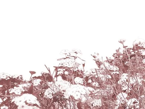 Blank background with botanic red flowers motif bottom border Stock Photos