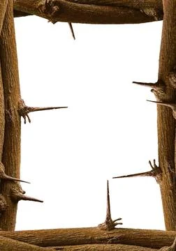 Blank background with branches with branches thorns borders Blank backgrou... Stock Photos