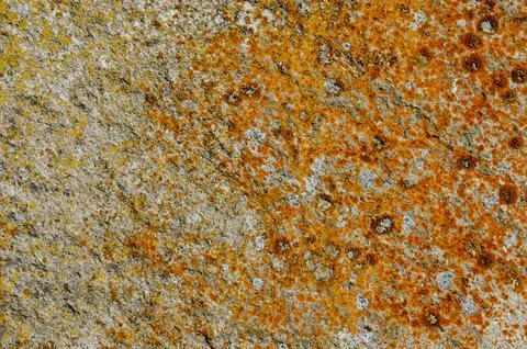 Blank background. Rough surface. Old concrete wall with orange moss. The text Stock Photos