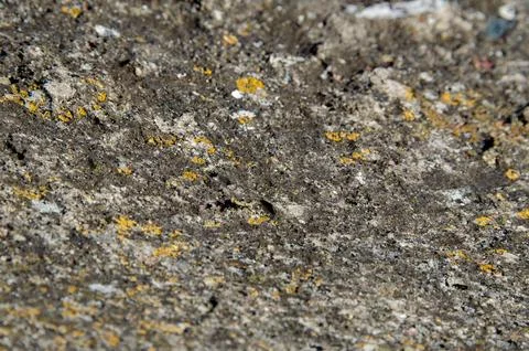Blank background. Rough surface. Old concrete wall with orange moss. The text Stock Photos