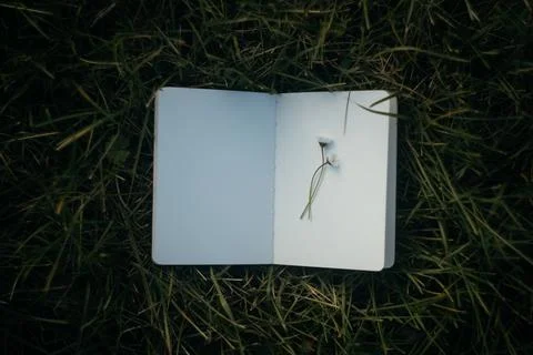 Blank book with chamomile flower on the table Stock Photos