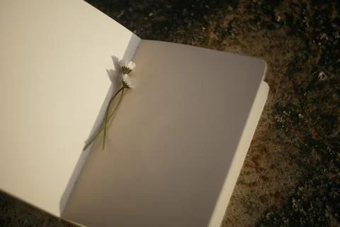 Blank book with chamomile flower on the table Stock Photos