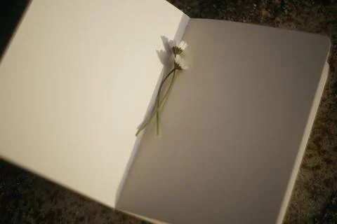 Blank book with chamomile flower on the table Stock Photos