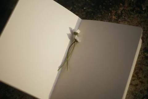 Blank book with chamomile flower on the table Stock Photos