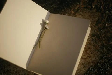 Blank book with chamomile flower on the table Stock Photos