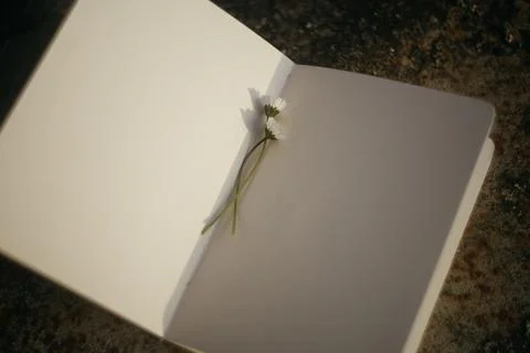 Blank book with chamomile flower on the table Stock Photos